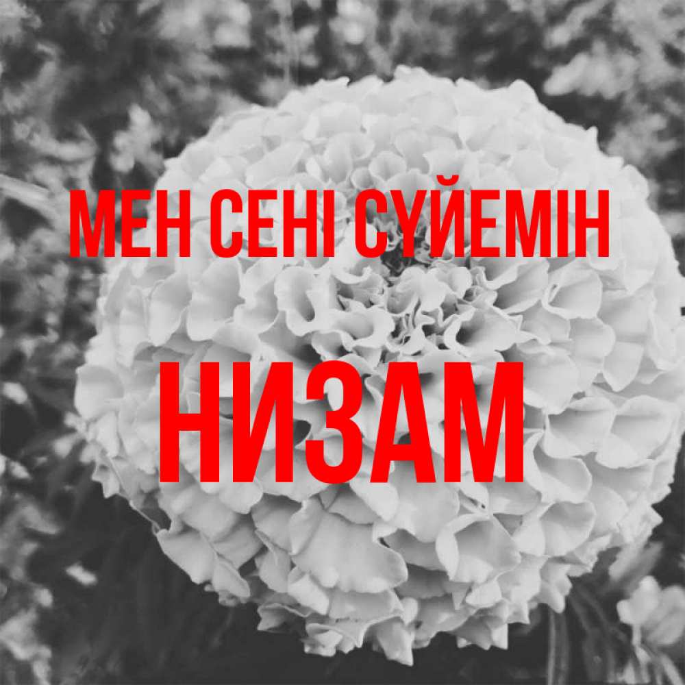 Күн сайын ашық хат с именем, НИЗАМ Мен сені сүйемін подпись Онлайн тегін жүктеп алу тілектері бар керемет карта 