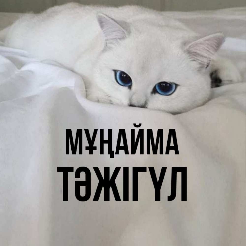 Күн сайын ашық хат с именем, ТӘЖІГҮЛ Мұңайма Голубоглазая кошка Онлайн тегін жүктеп алу тілектері бар керемет карта 