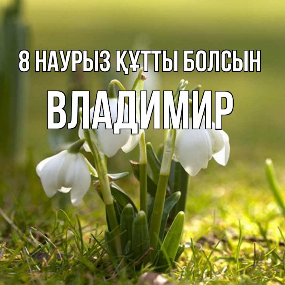 Күн сайын ашық хат с именем, Владимир 8 наурыз құтты болсын ранние цветы 2 Онлайн тегін жүктеп алу тілектері бар керемет карта 