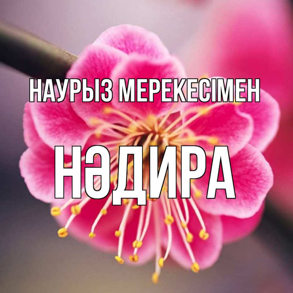 Күн сайын ашық хат с именем, НӘДИРА Наурыз мерекесімен цветы Онлайн тегін жүктеп алу тілектері бар керемет карта 