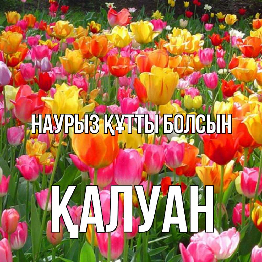 Күн сайын ашық хат с именем, ҚАЛУАН Наурыз құтты болсын на наурыз  ура ура Онлайн тегін жүктеп алу тілектері бар керемет карта 