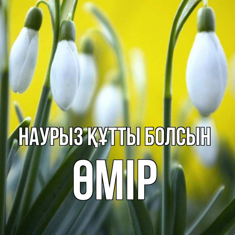 Күн сайын ашық хат с именем, ӨМІР Наурыз құтты болсын весенние цветы Онлайн тегін жүктеп алу тілектері бар керемет карта 