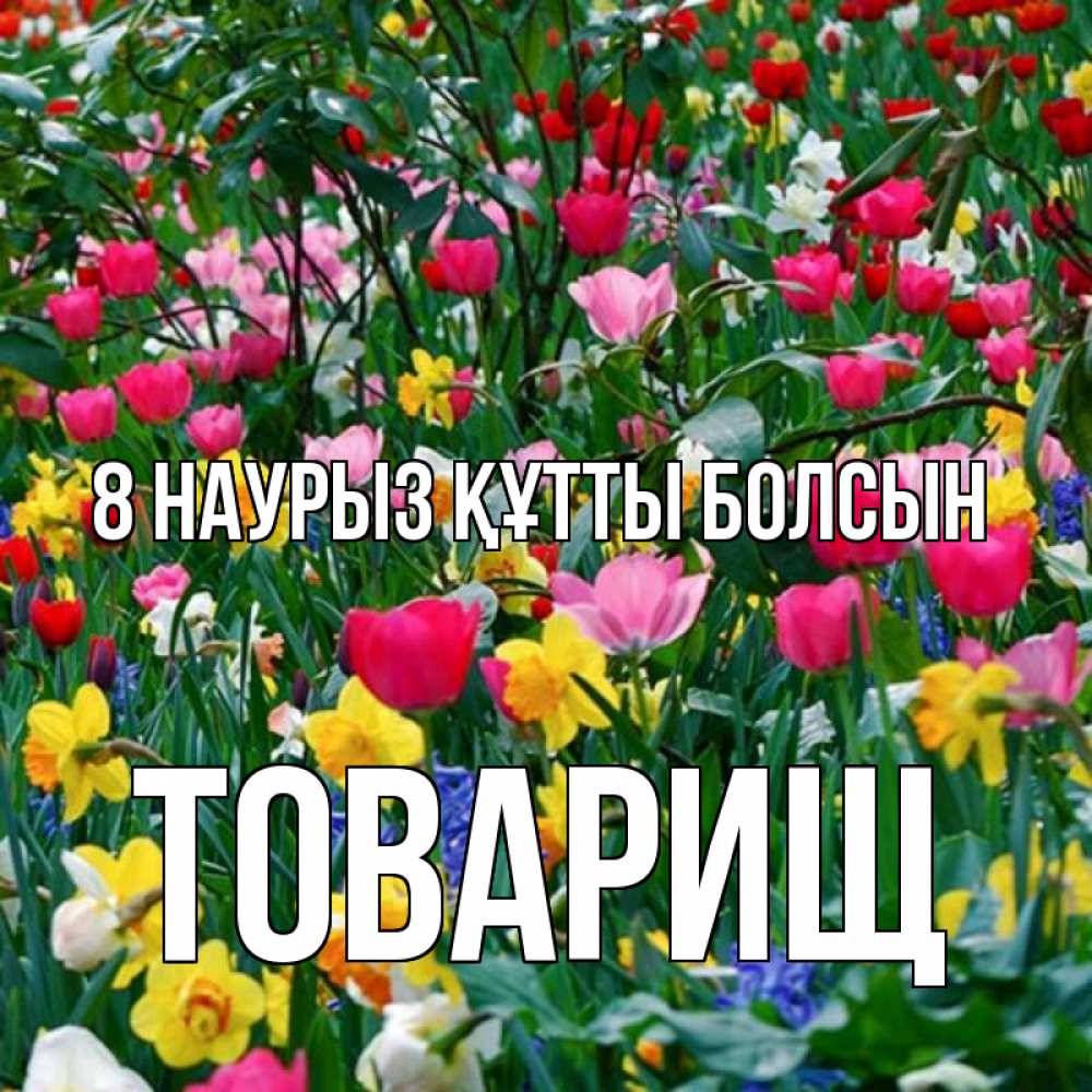 Күн сайын ашық хат с именем, Товарищ 8 наурыз құтты болсын с международным женским днем поздравления для женщины Онлайн тегін жүктеп алу тілектері бар керемет карта 