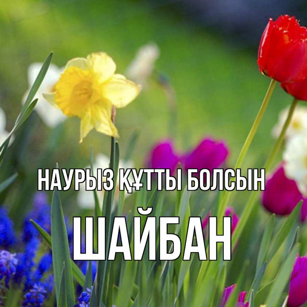 Күн сайын ашық хат с именем, ШАЙБАН Наурыз құтты болсын наурыз  3 открытки Онлайн тегін жүктеп алу тілектері бар керемет карта 