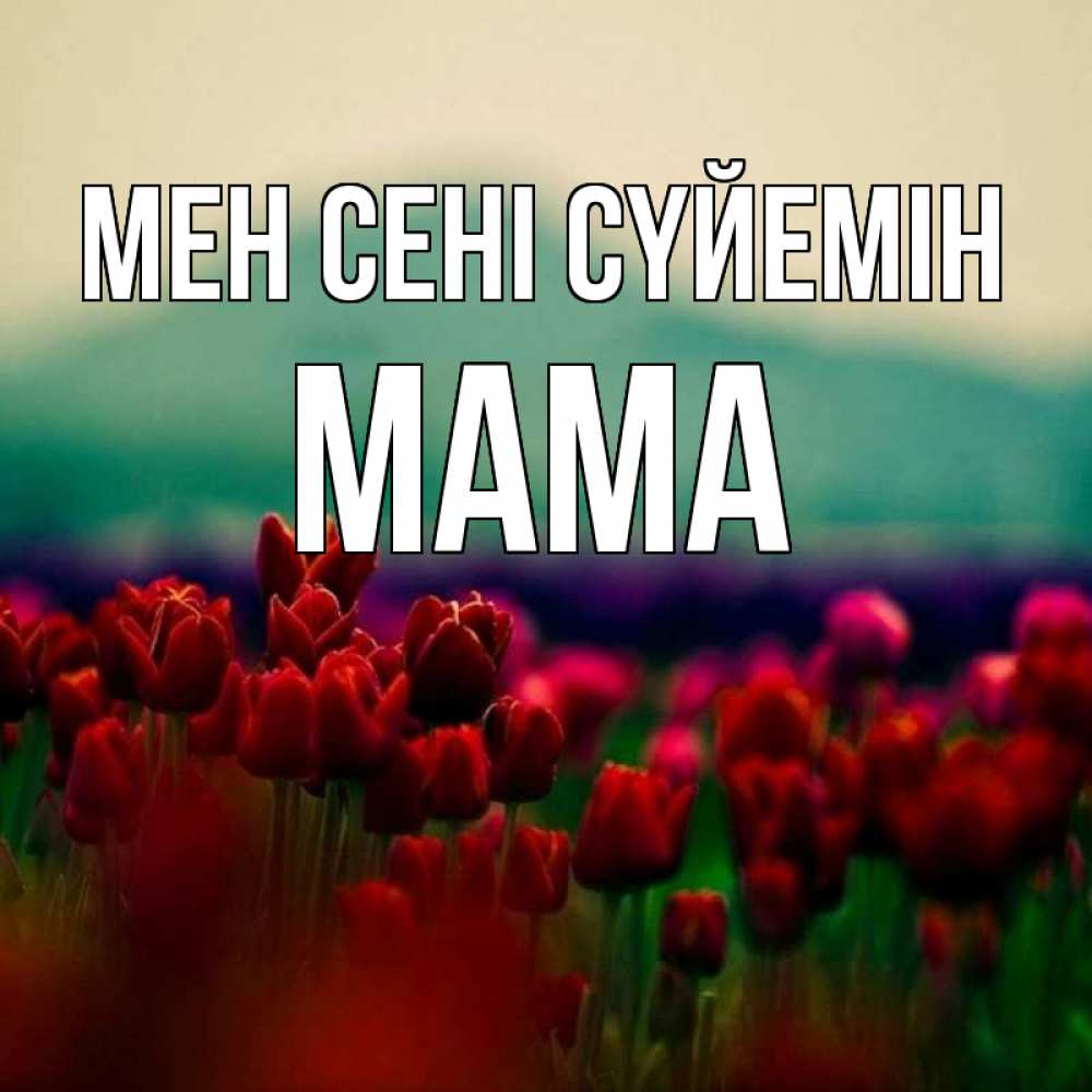 Күн сайын ашық хат с именем, Мама Мен сені сүйемін тюльпаны 4 Онлайн тегін жүктеп алу тілектері бар керемет карта 