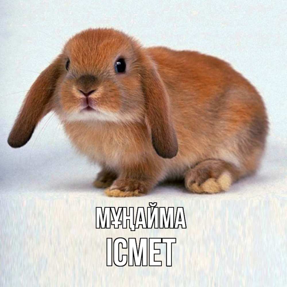 Күн сайын ашық хат с именем, ІСМЕТ Мұңайма рыжий зая Онлайн тегін жүктеп алу тілектері бар керемет карта 
