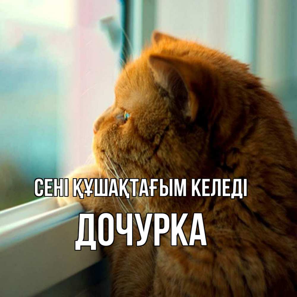 Күн сайын ашық хат с именем, Дочурка сені құшақтағым келеді большой огромный рыжий котяра Онлайн тегін жүктеп алу тілектері бар керемет карта 