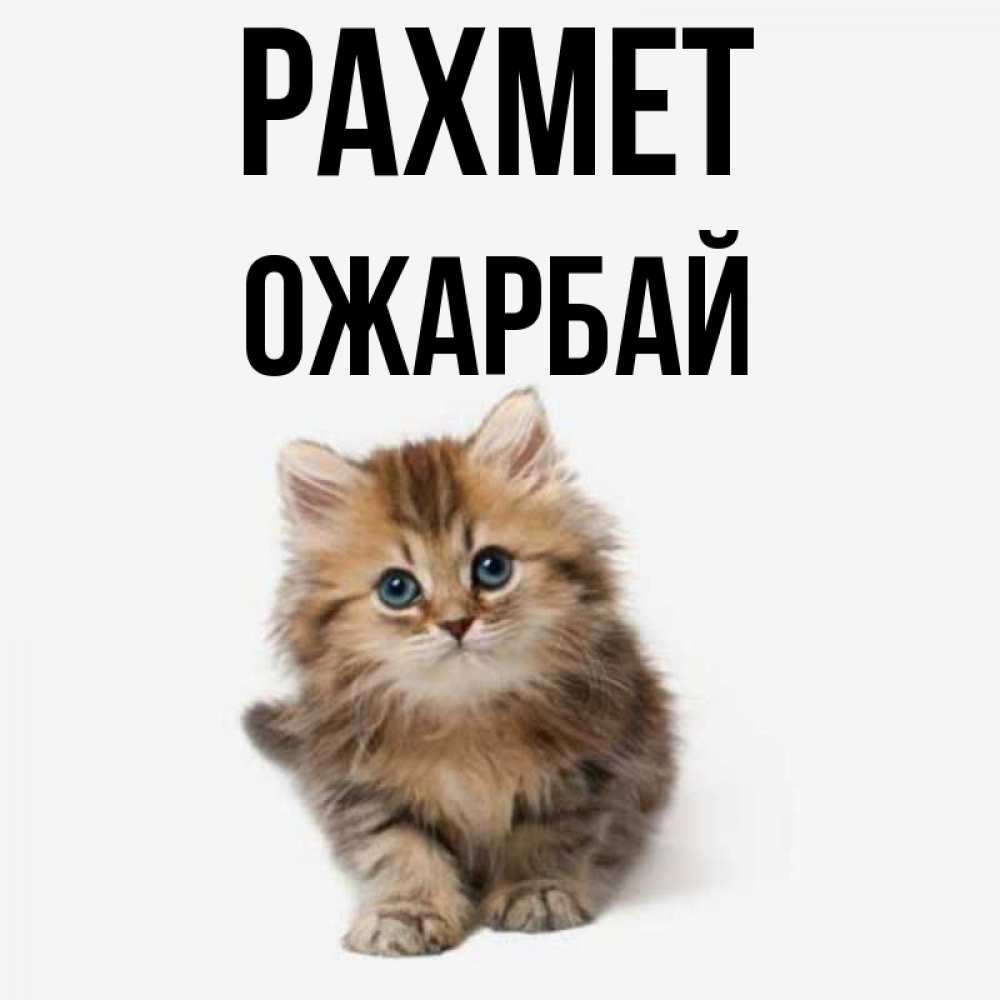Күн сайын ашық хат с именем, ОЖАРБАЙ рахмет пушистый котик Онлайн тегін жүктеп алу тілектері бар керемет карта 