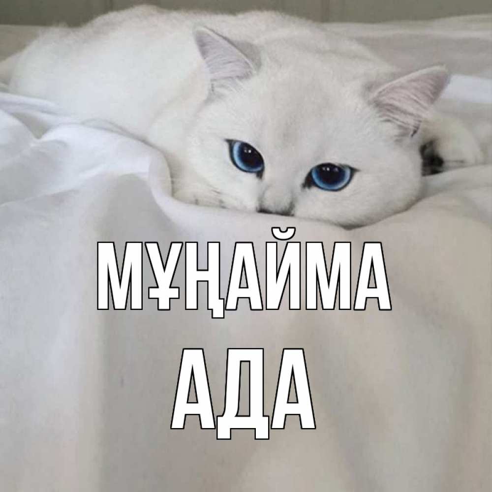 Күн сайын ашық хат с именем, Ада Мұңайма белый кот с голубыми глазами на белоснежной кровати Онлайн тегін жүктеп алу тілектері бар керемет карта 