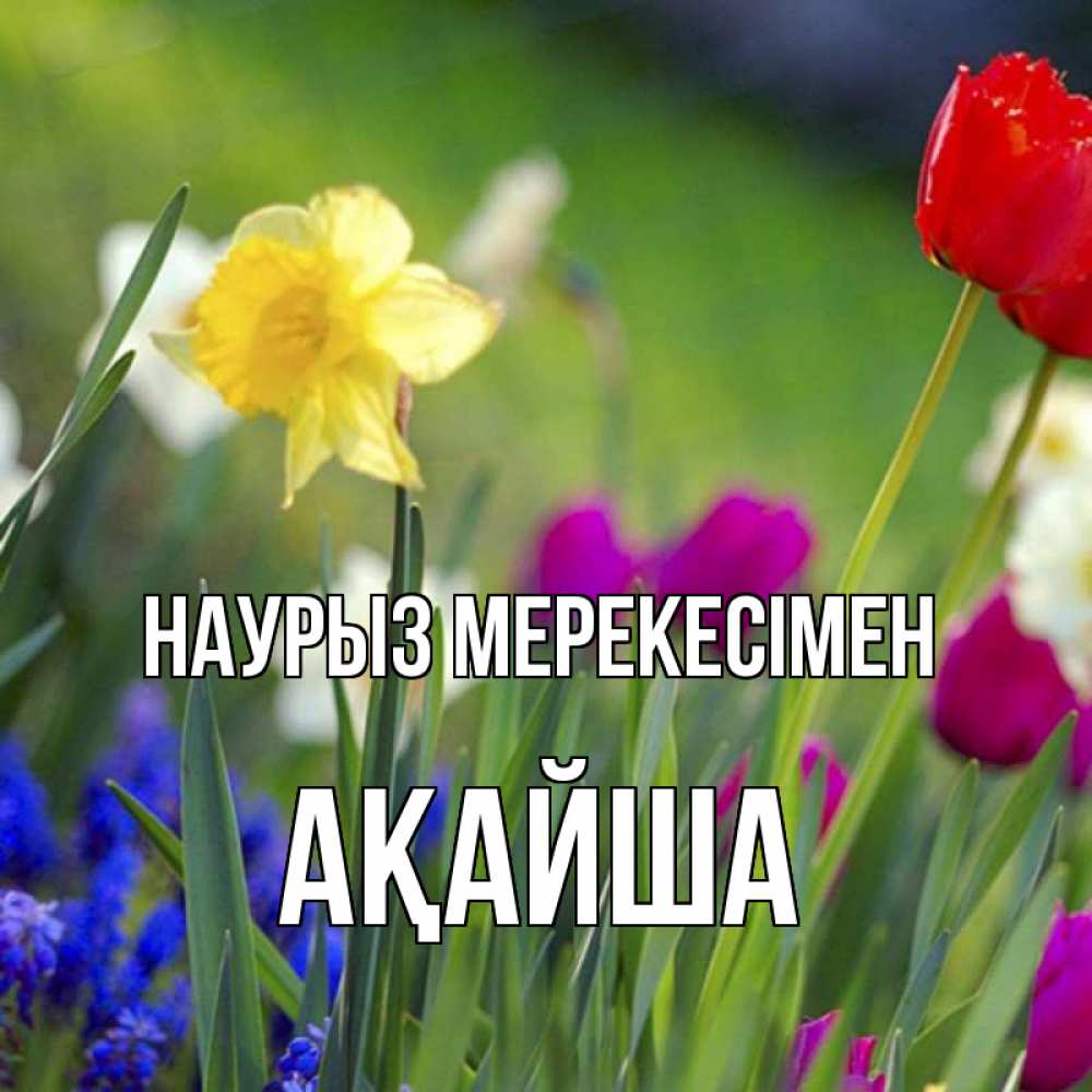 Күн сайын ашық хат с именем, АҚАЙША Наурыз мерекесімен праздник весны наурыз 3 Онлайн тегін жүктеп алу тілектері бар керемет карта 