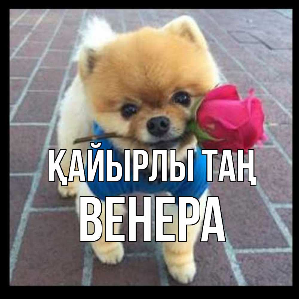 Күн сайын ашық хат с именем, Венера Қайырлы таң роза в зубах Онлайн тегін жүктеп алу тілектері бар керемет карта 
