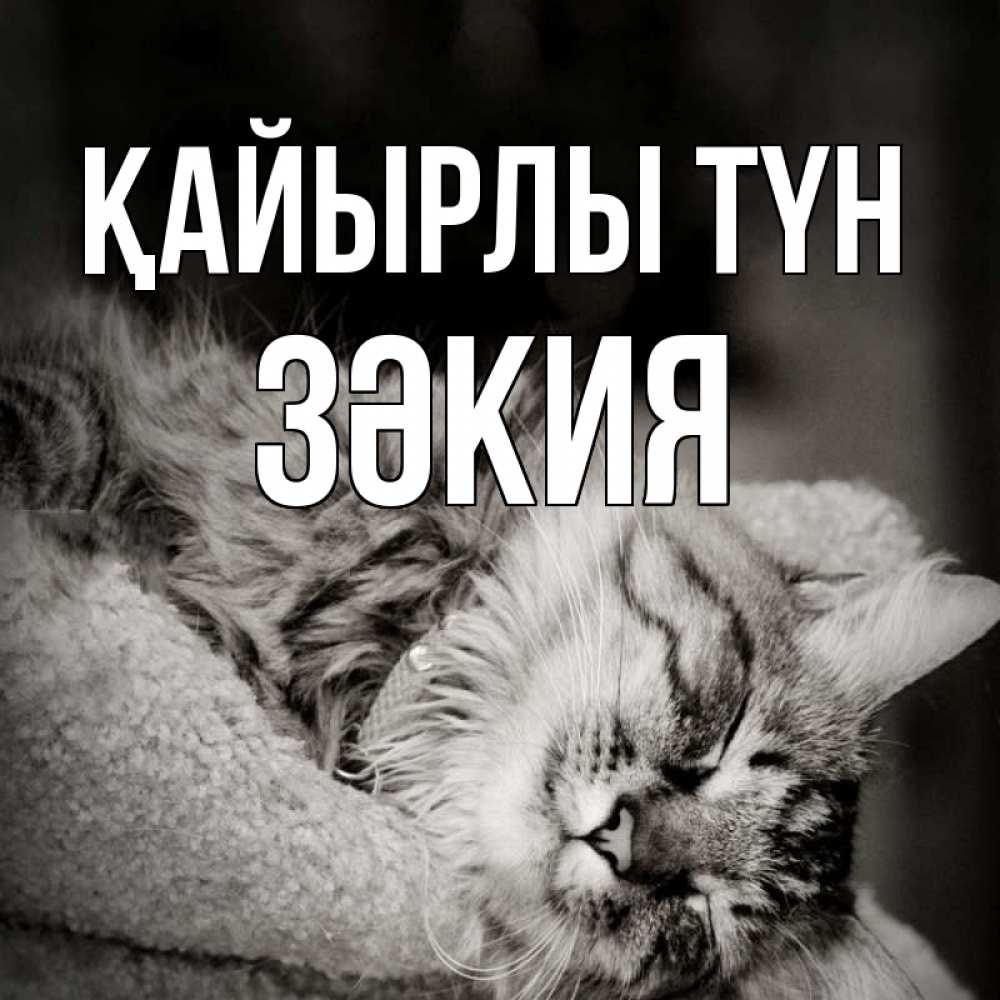 Күн сайын ашық хат с именем, ЗӘКИЯ Қайырлы түн котярик пушистый Онлайн тегін жүктеп алу тілектері бар керемет карта 