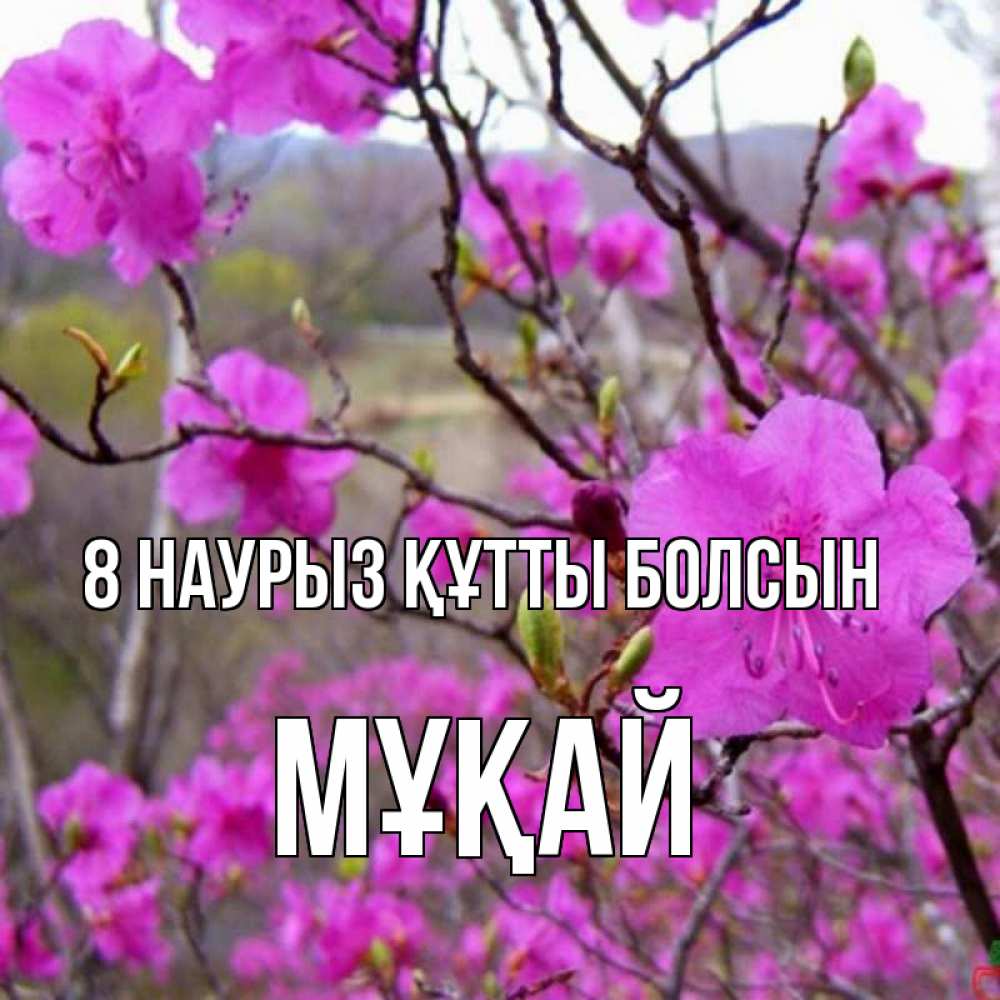 Күн сайын ашық хат с именем, Мұқай 8 наурыз құтты болсын международный женский день Онлайн тегін жүктеп алу тілектері бар керемет карта 