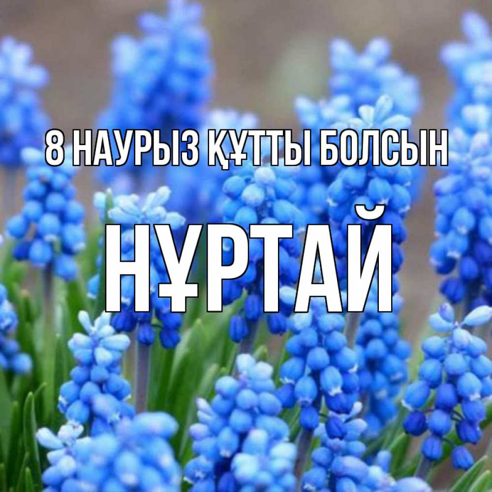 Күн сайын ашық хат с именем, Нұртай 8 наурыз құтты болсын Поздравительная открытка для женщин с цветами на праздничную дату Онлайн тегін жүктеп алу тілектері бар керемет карта 