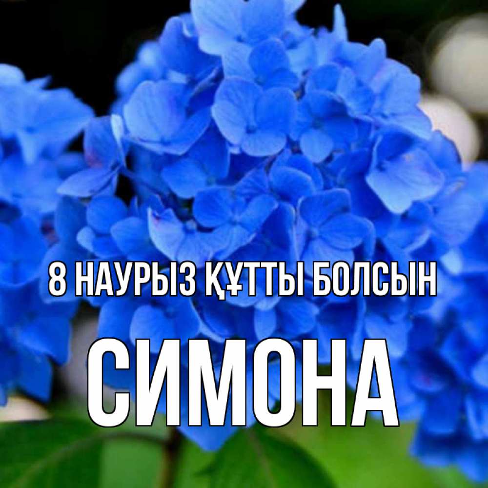 Күн сайын ашық хат с именем, Симона 8 наурыз құтты болсын синие цветы Онлайн тегін жүктеп алу тілектері бар керемет карта 