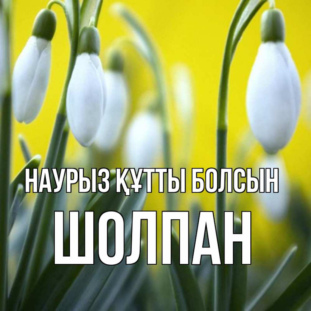 Күн сайын ашық хат с именем, ШОЛПАН Наурыз құтты болсын весенние цветы Онлайн тегін жүктеп алу тілектері бар керемет карта 