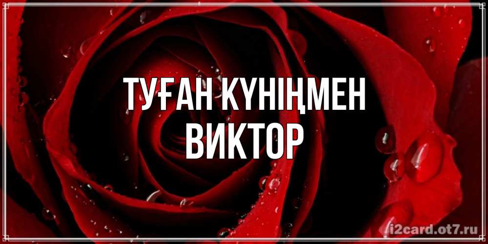 Күн сайын ашық хат с именем, Виктор Туған күніңмен крупная бордовая роза Онлайн тегін жүктеп алу тілектері бар керемет карта 