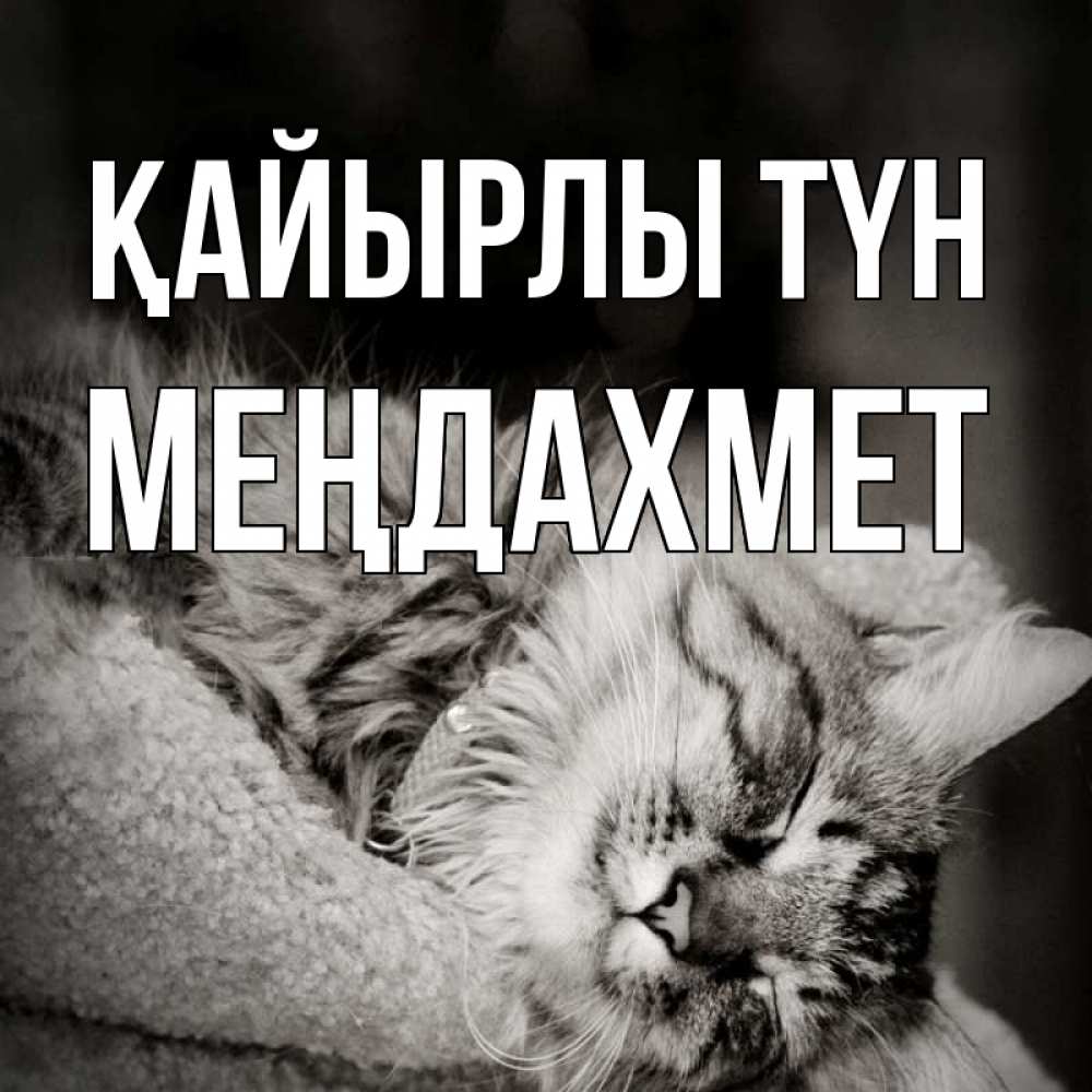 Күн сайын ашық хат с именем, МЕҢДАХМЕТ Қайырлы түн котярик пушистый Онлайн тегін жүктеп алу тілектері бар керемет карта 