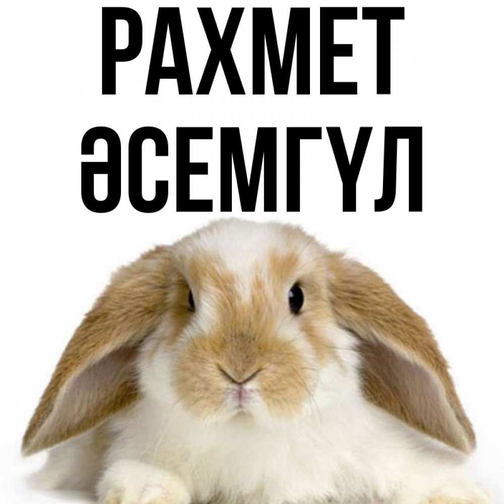 Күн сайын ашық хат с именем, ӘСЕМГҮЛ рахмет коричнево белый заяц Онлайн тегін жүктеп алу тілектері бар керемет карта 