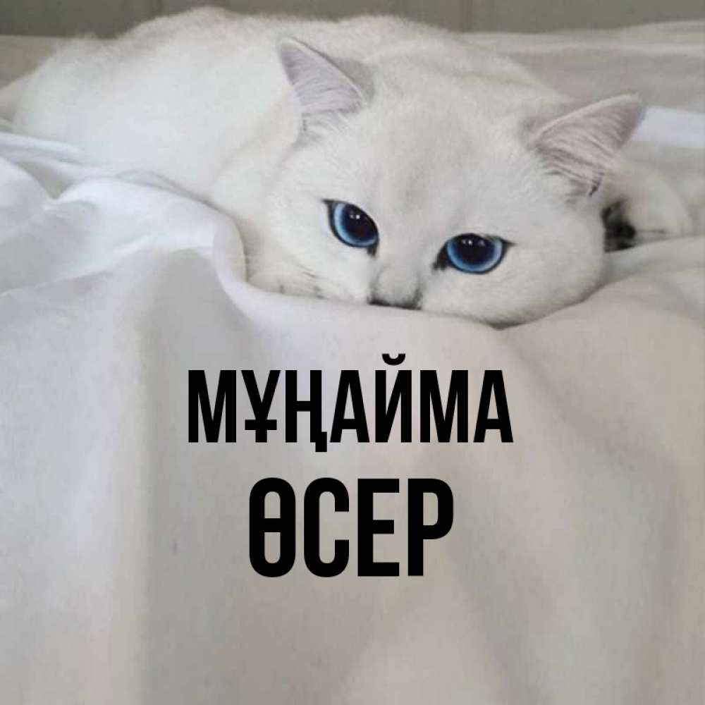 Күн сайын ашық хат с именем, ӨСЕР Мұңайма Голубоглазая кошка Онлайн тегін жүктеп алу тілектері бар керемет карта 