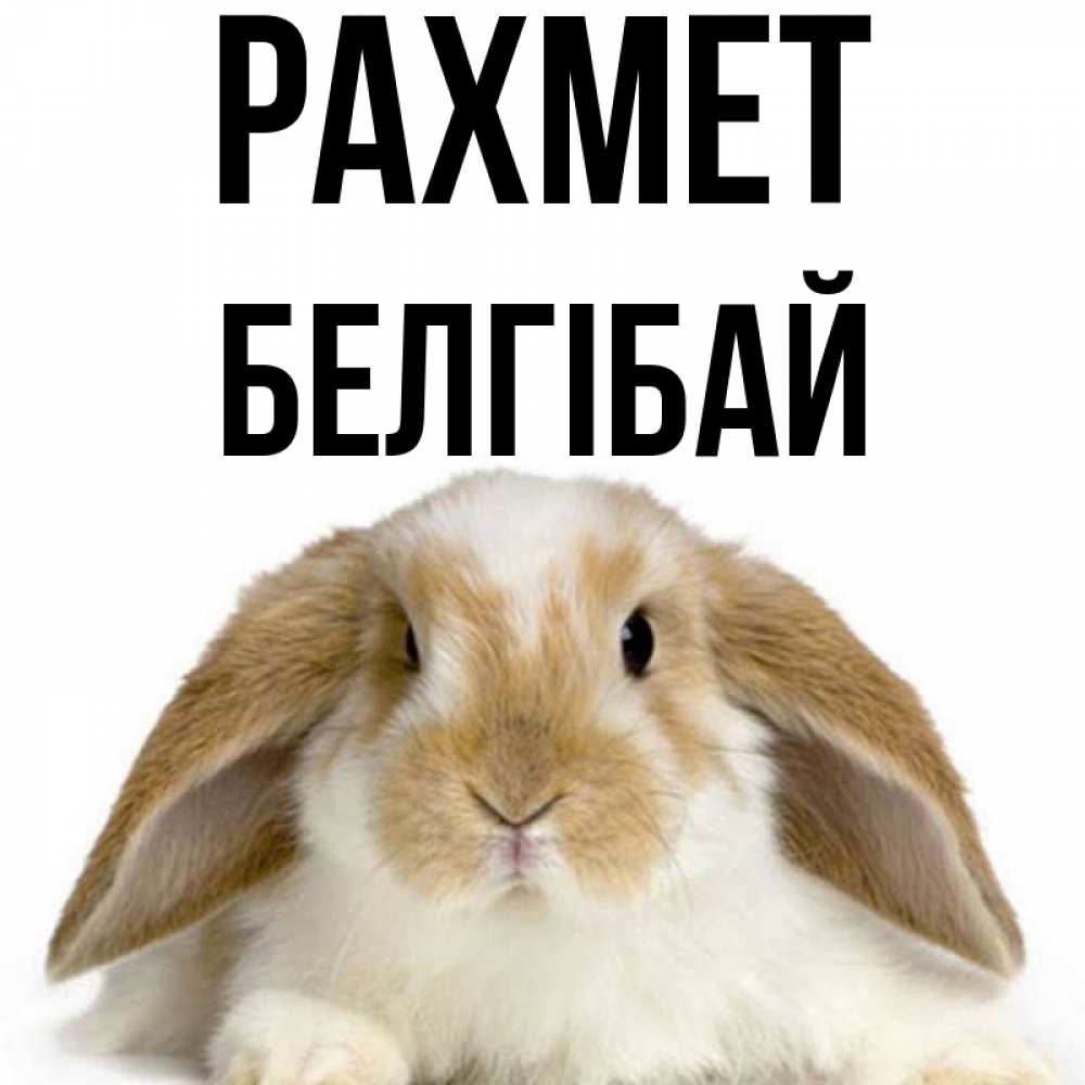 Күн сайын ашық хат с именем, Белгібай рахмет коричнево белый заяц Онлайн тегін жүктеп алу тілектері бар керемет карта 
