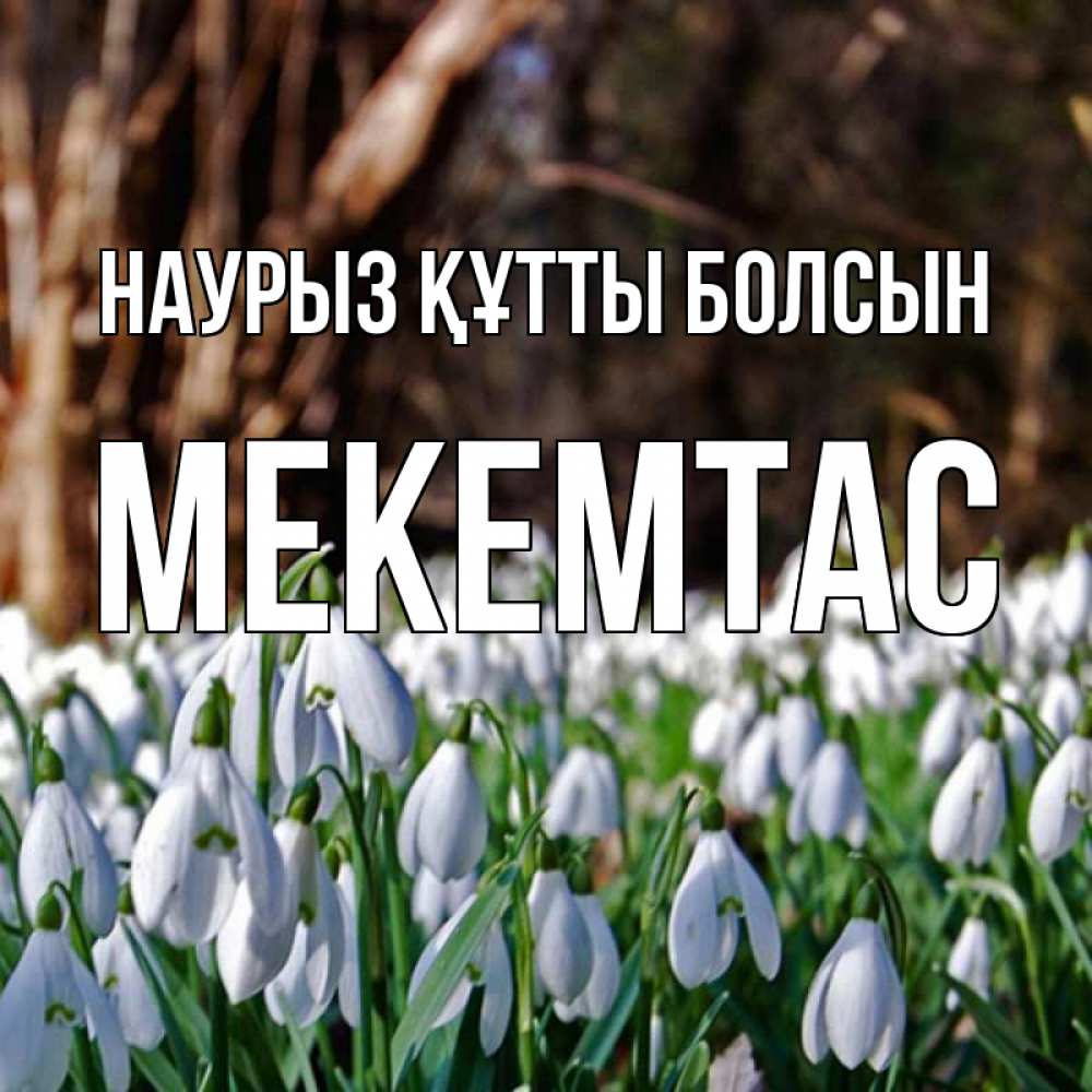 Күн сайын ашық хат с именем, МЕКЕМТАС Наурыз құтты болсын с подснежниками 1 Онлайн тегін жүктеп алу тілектері бар керемет карта 