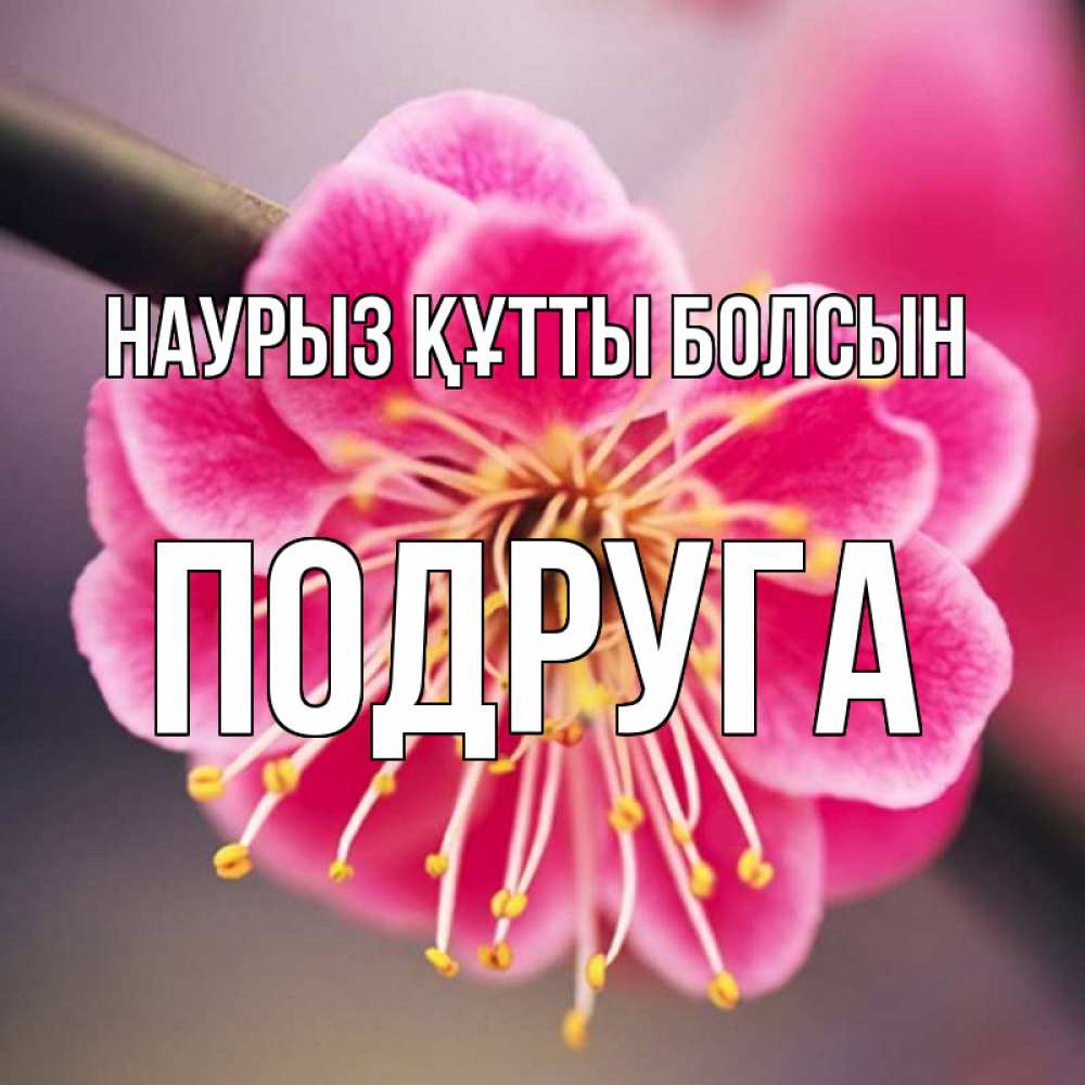 Күн сайын ашық хат с именем, Подруга Наурыз құтты болсын цветы Онлайн тегін жүктеп алу тілектері бар керемет карта 