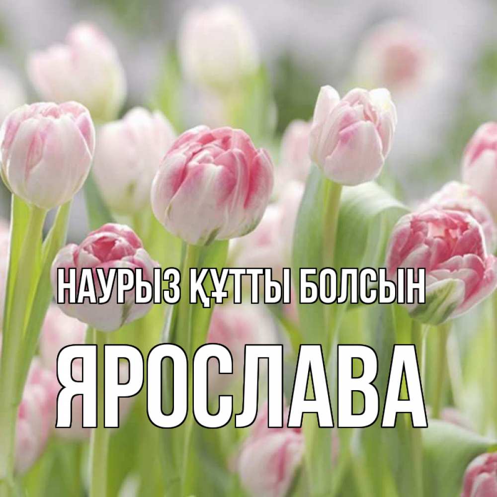 Күн сайын ашық хат с именем, Ярослава Наурыз құтты болсын цветы Онлайн тегін жүктеп алу тілектері бар керемет карта 