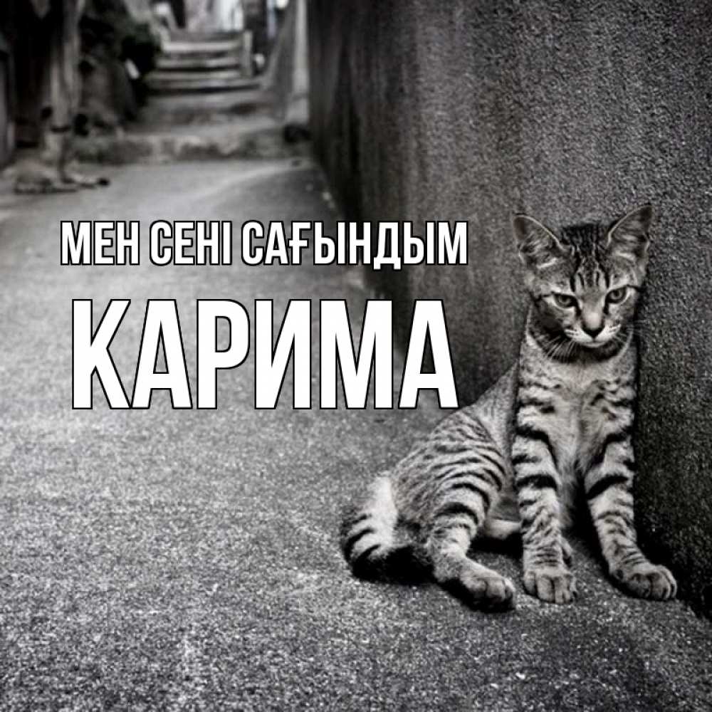 Күн сайын ашық хат с именем, Карима Мен сені сағындым одиноко котику Онлайн тегін жүктеп алу тілектері бар керемет карта 