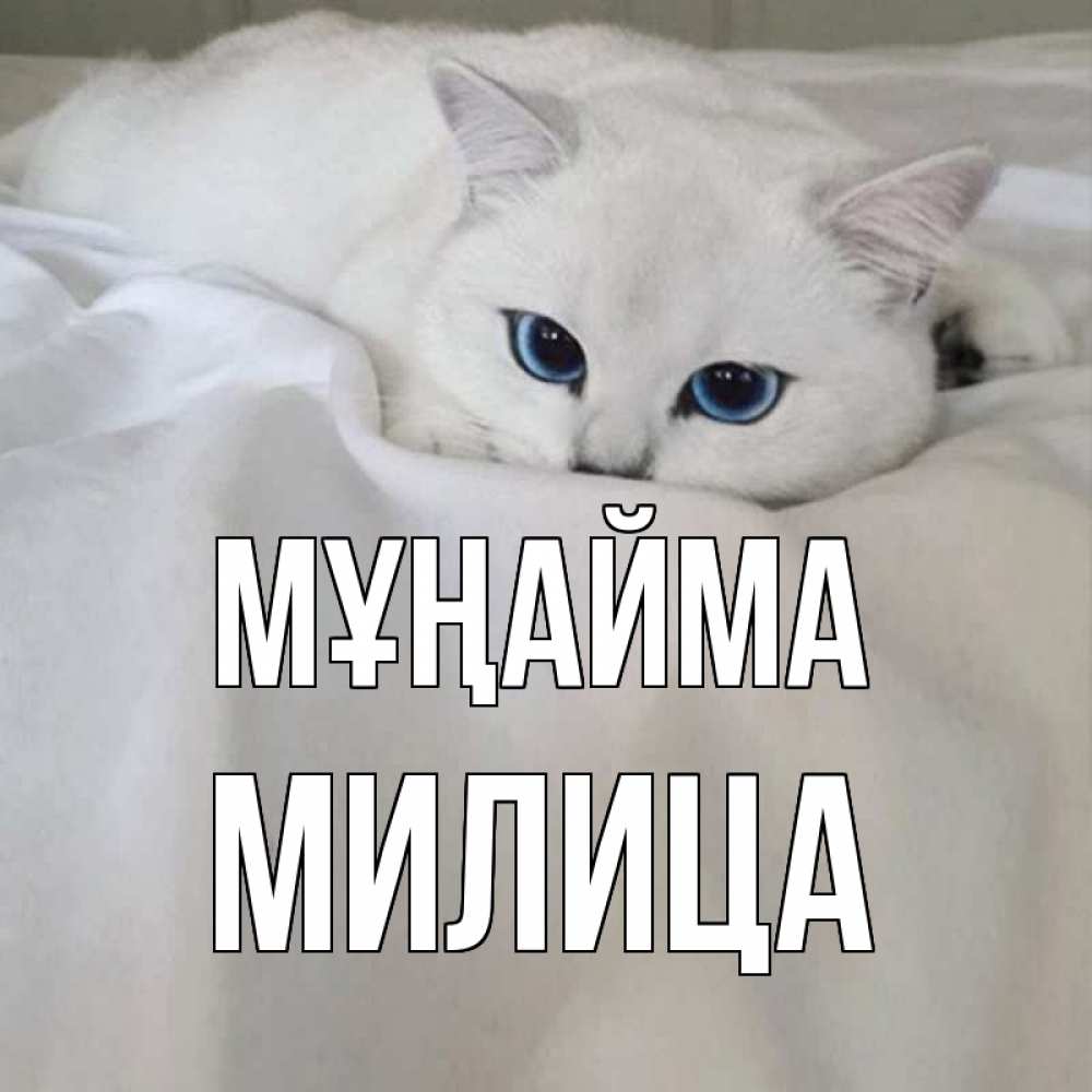 Күн сайын ашық хат с именем, Милица Мұңайма белый кот с голубыми глазами на белоснежной кровати Онлайн тегін жүктеп алу тілектері бар керемет карта 