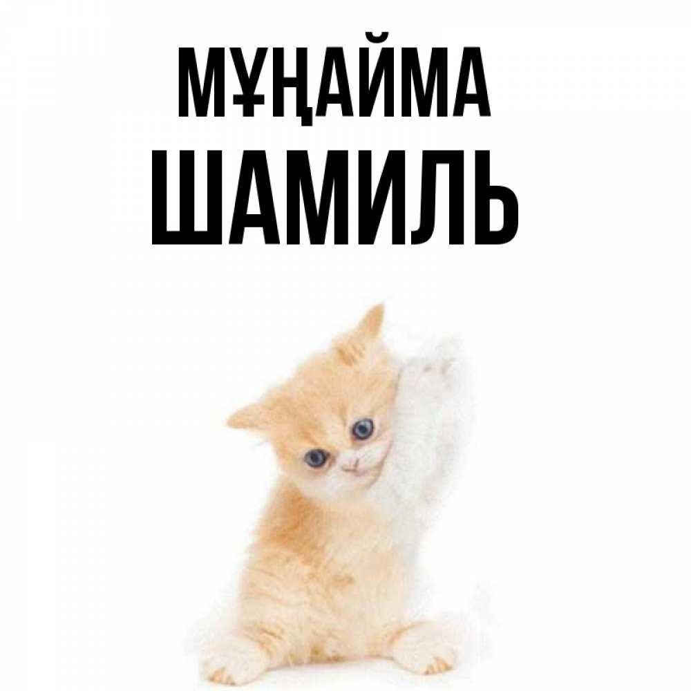 Күн сайын ашық хат с именем, Шамиль Мұңайма просящий кот Онлайн тегін жүктеп алу тілектері бар керемет карта 