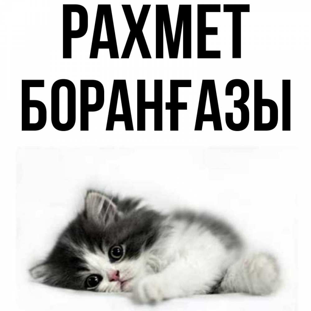 Күн сайын ашық хат с именем, Боранғазы рахмет черный и белый кот Онлайн тегін жүктеп алу тілектері бар керемет карта 