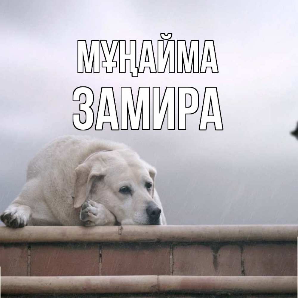 Күн сайын ашық хат с именем, ЗАМИРА Мұңайма белый пес 1 Онлайн тегін жүктеп алу тілектері бар керемет карта 
