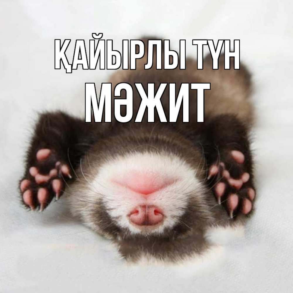 Күн сайын ашық хат с именем, МӘЖИТ Қайырлы түн зверек Онлайн тегін жүктеп алу тілектері бар керемет карта 