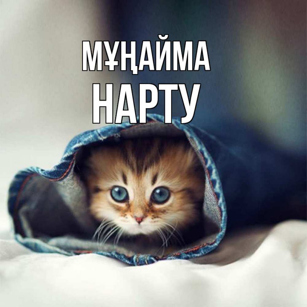 Күн сайын ашық хат с именем, НАРТУ Мұңайма рыжик котик Онлайн тегін жүктеп алу тілектері бар керемет карта 