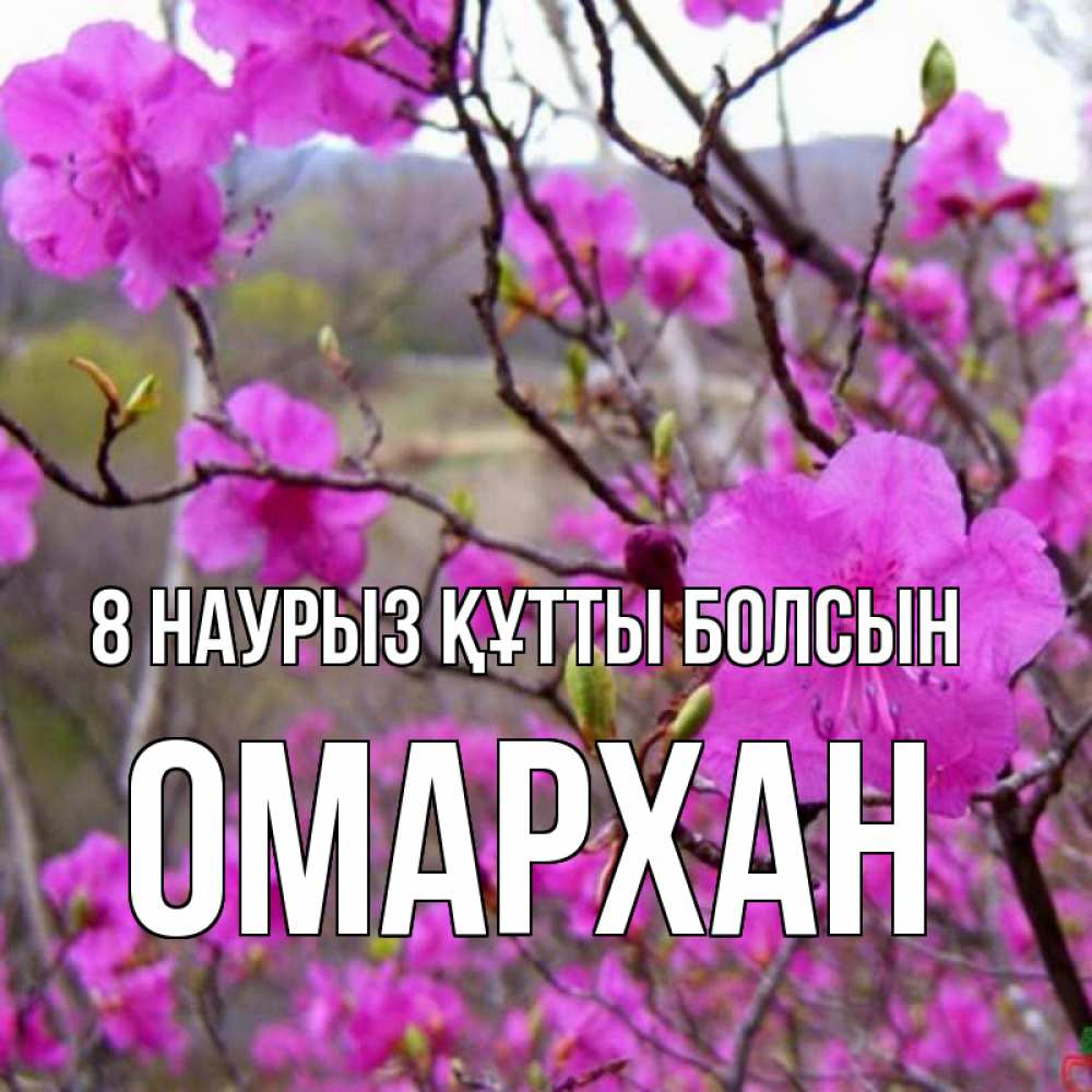 Күн сайын ашық хат с именем, ОМАРХАН 8 наурыз құтты болсын международный женский день Онлайн тегін жүктеп алу тілектері бар керемет карта 