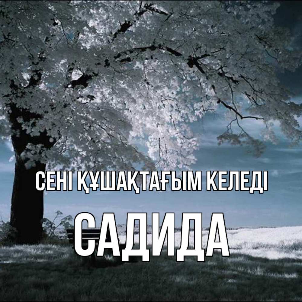 Күн сайын ашық хат с именем, САДИДА сені құшақтағым келеді дерево Онлайн тегін жүктеп алу тілектері бар керемет карта 
