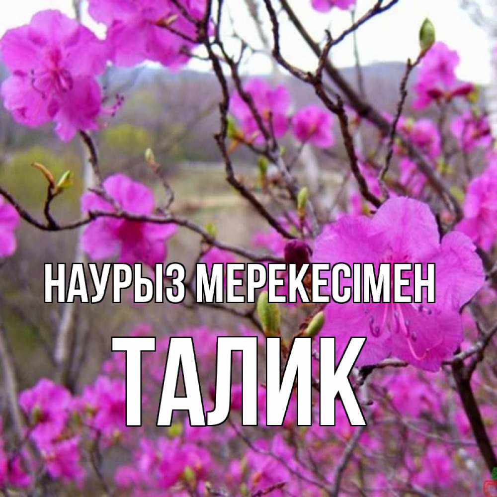 Күн сайын ашық хат с именем, Талик Наурыз мерекесімен праздник весны наурыз Онлайн тегін жүктеп алу тілектері бар керемет карта 