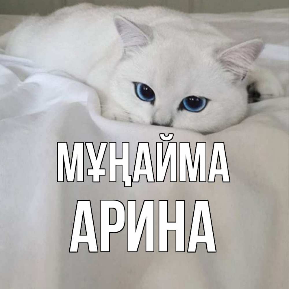 Күн сайын ашық хат с именем, Арина Мұңайма белый кот с голубыми глазами на белоснежной кровати Онлайн тегін жүктеп алу тілектері бар керемет карта 