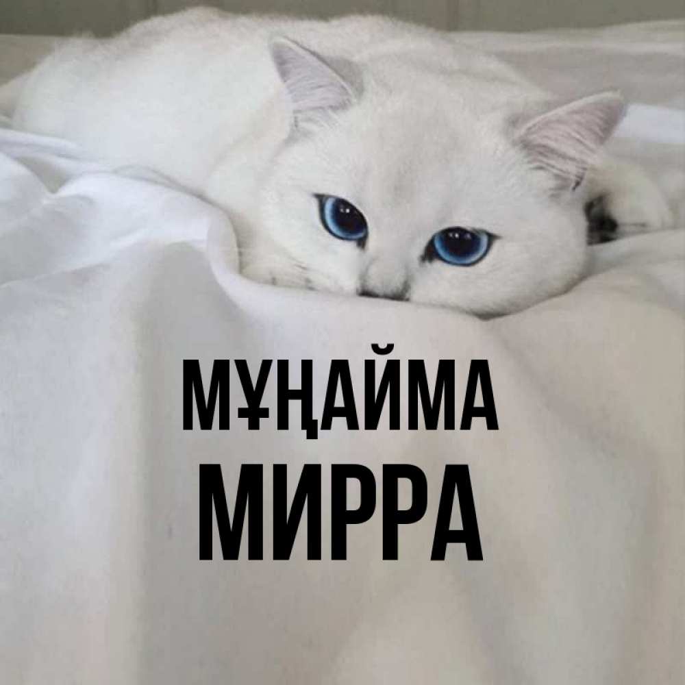Күн сайын ашық хат с именем, Мирра Мұңайма Голубоглазая кошка Онлайн тегін жүктеп алу тілектері бар керемет карта 