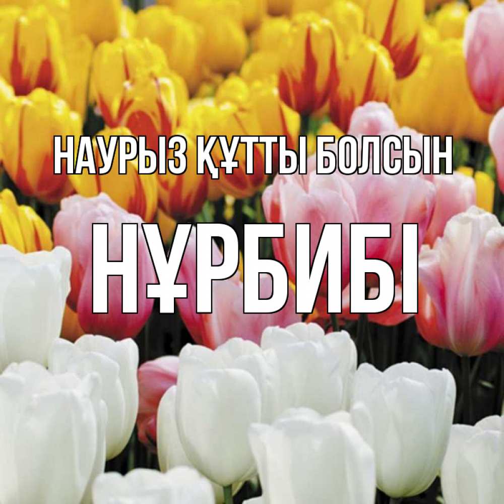 Күн сайын ашық хат с именем, НҰРБИБІ Наурыз құтты болсын разноцветные цветы Онлайн тегін жүктеп алу тілектері бар керемет карта 