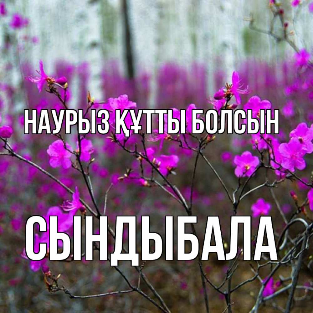 Күн сайын ашық хат с именем, СЫНДЫБАЛА Наурыз құтты болсын дикие цветы Онлайн тегін жүктеп алу тілектері бар керемет карта 