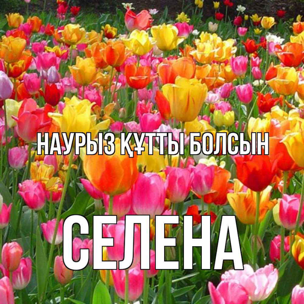 Күн сайын ашық хат с именем, Селена Наурыз құтты болсын на наурыз  ура ура Онлайн тегін жүктеп алу тілектері бар керемет карта 