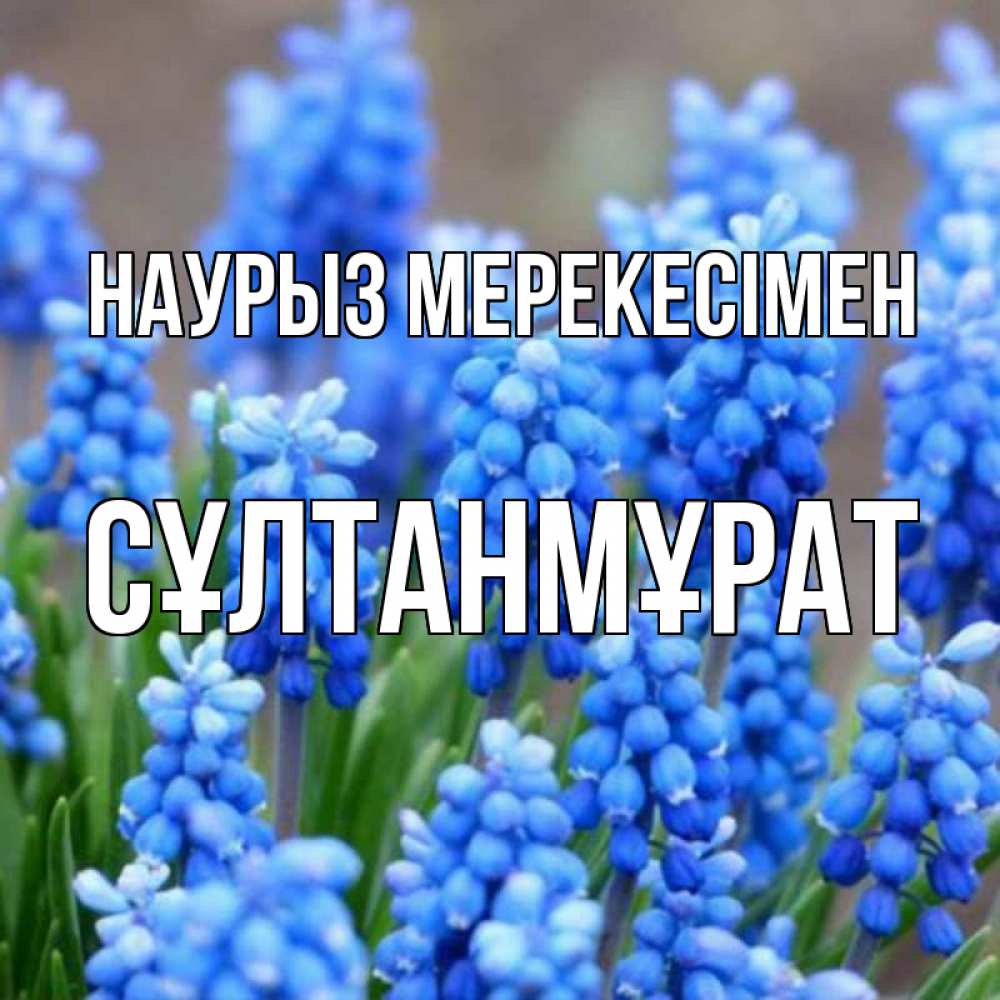 Күн сайын ашық хат с именем, СҰЛТАНМҰРАТ Наурыз мерекесімен Поздравительная открытка для женщин с цветами на праздничную дату Онлайн тегін жүктеп алу тілектері бар керемет карта 