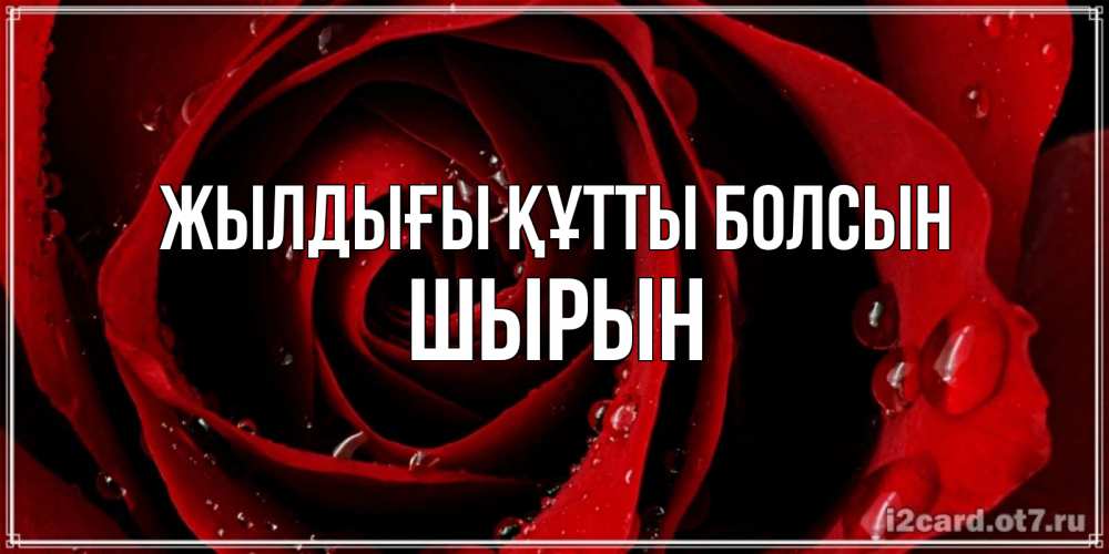 Күн сайын ашық хат с именем, ШЫРЫН Жылдығы құтты болсын крупная бордовая роза Онлайн тегін жүктеп алу тілектері бар керемет карта 