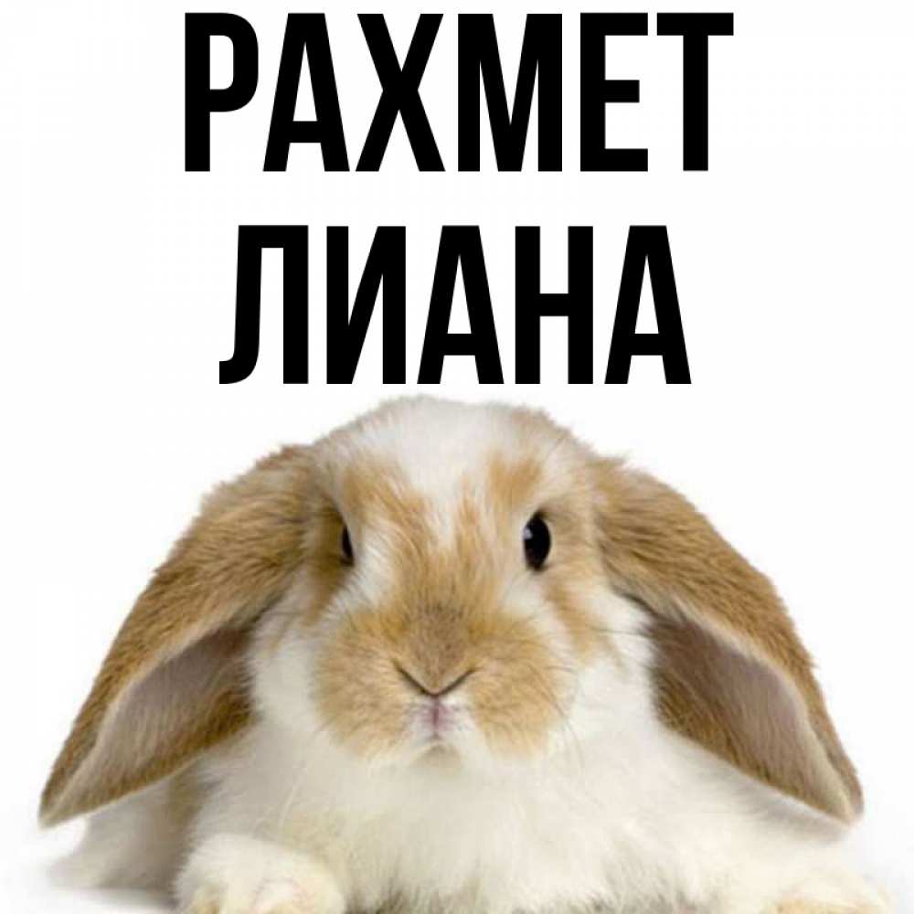 Күн сайын ашық хат с именем, Лиана рахмет коричнево белый заяц Онлайн тегін жүктеп алу тілектері бар керемет карта 