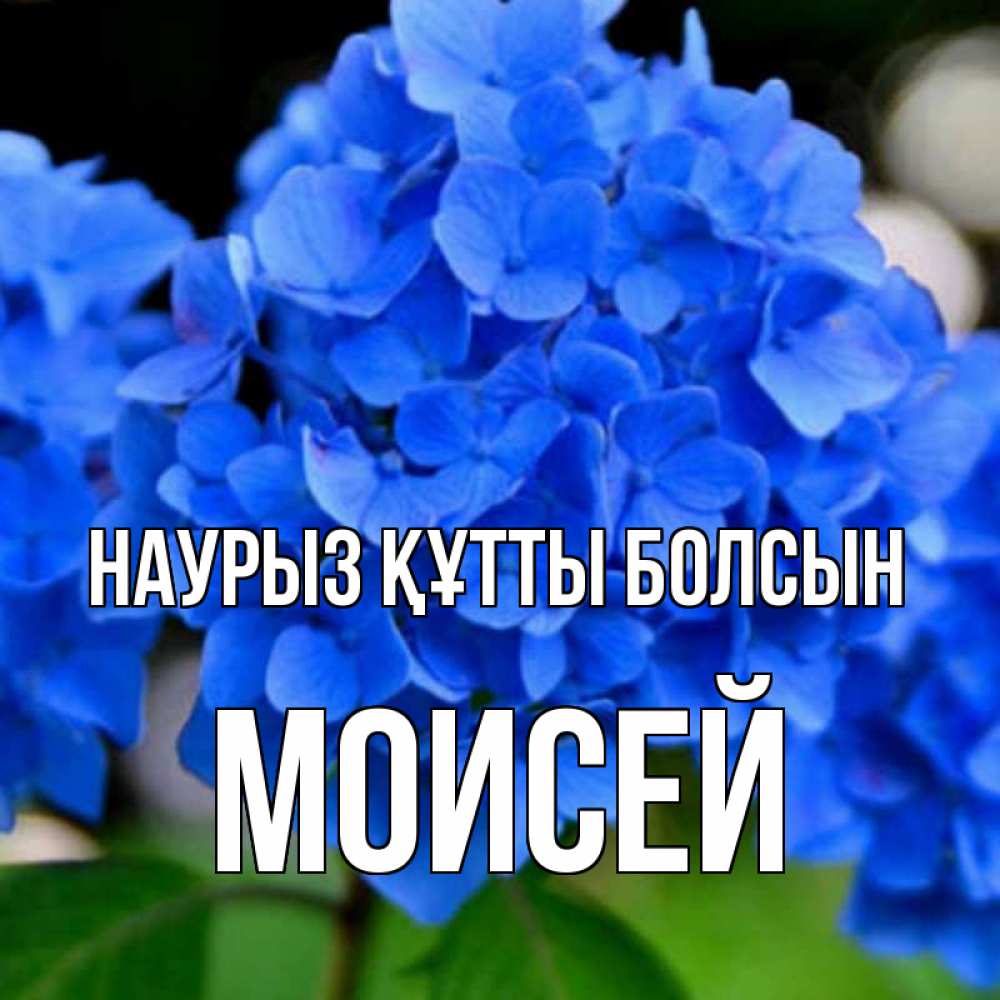 Күн сайын ашық хат с именем, Моисей Наурыз құтты болсын синие цветы Онлайн тегін жүктеп алу тілектері бар керемет карта 