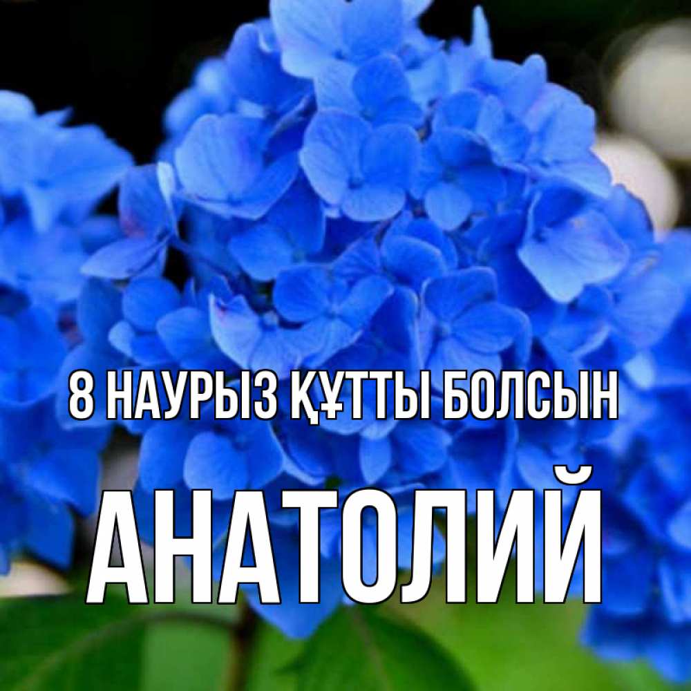Күн сайын ашық хат с именем, Анатолий 8 наурыз құтты болсын синие цветы Онлайн тегін жүктеп алу тілектері бар керемет карта 