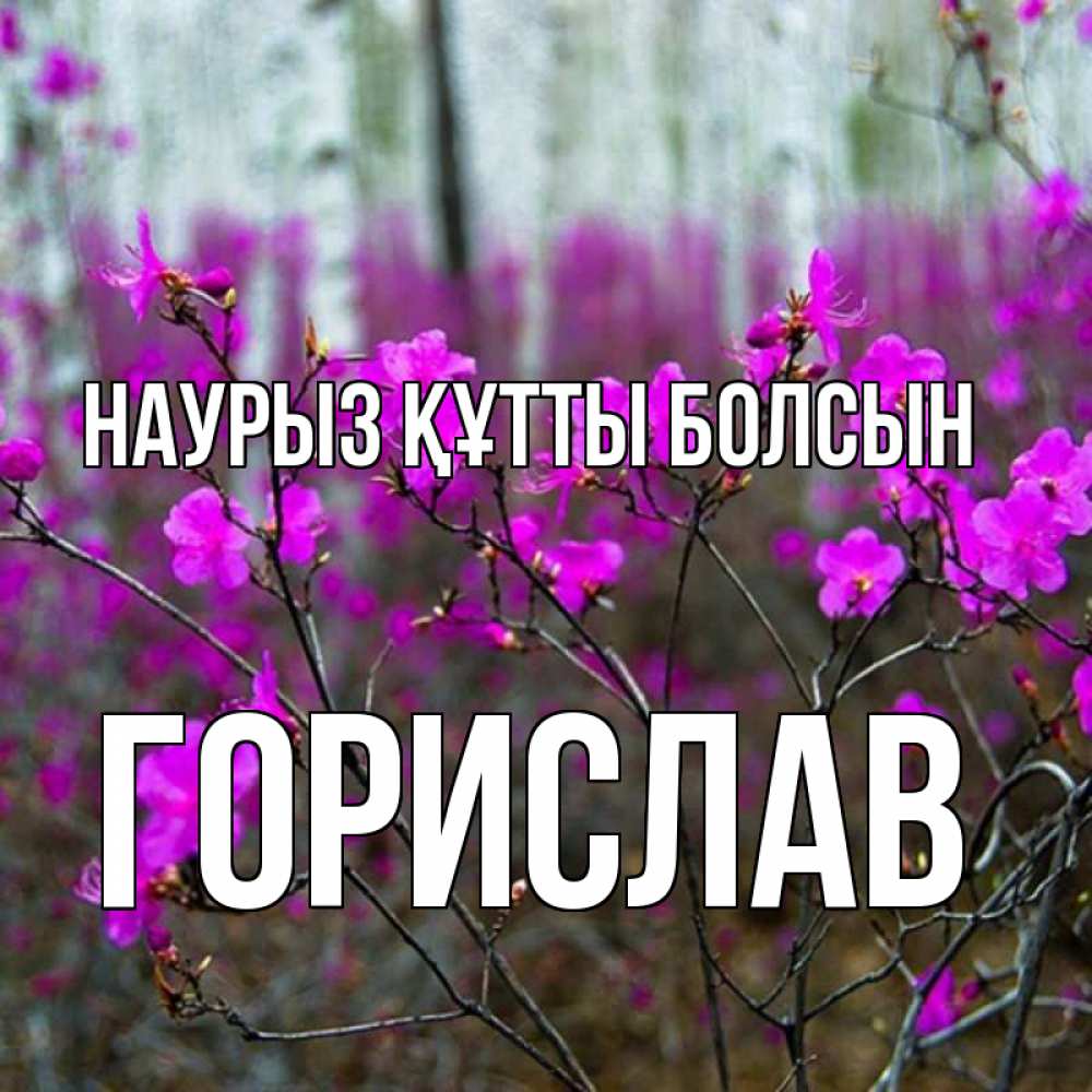 Күн сайын ашық хат с именем, Горислав Наурыз құтты болсын дикие цветы Онлайн тегін жүктеп алу тілектері бар керемет карта 
