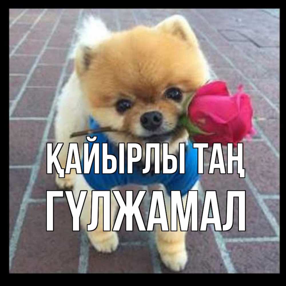 Күн сайын ашық хат с именем, ГҮЛЖАМАЛ Қайырлы таң роза в зубах Онлайн тегін жүктеп алу тілектері бар керемет карта 